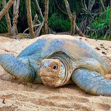 Turtle Paradise タンガラ エクステリア 写真