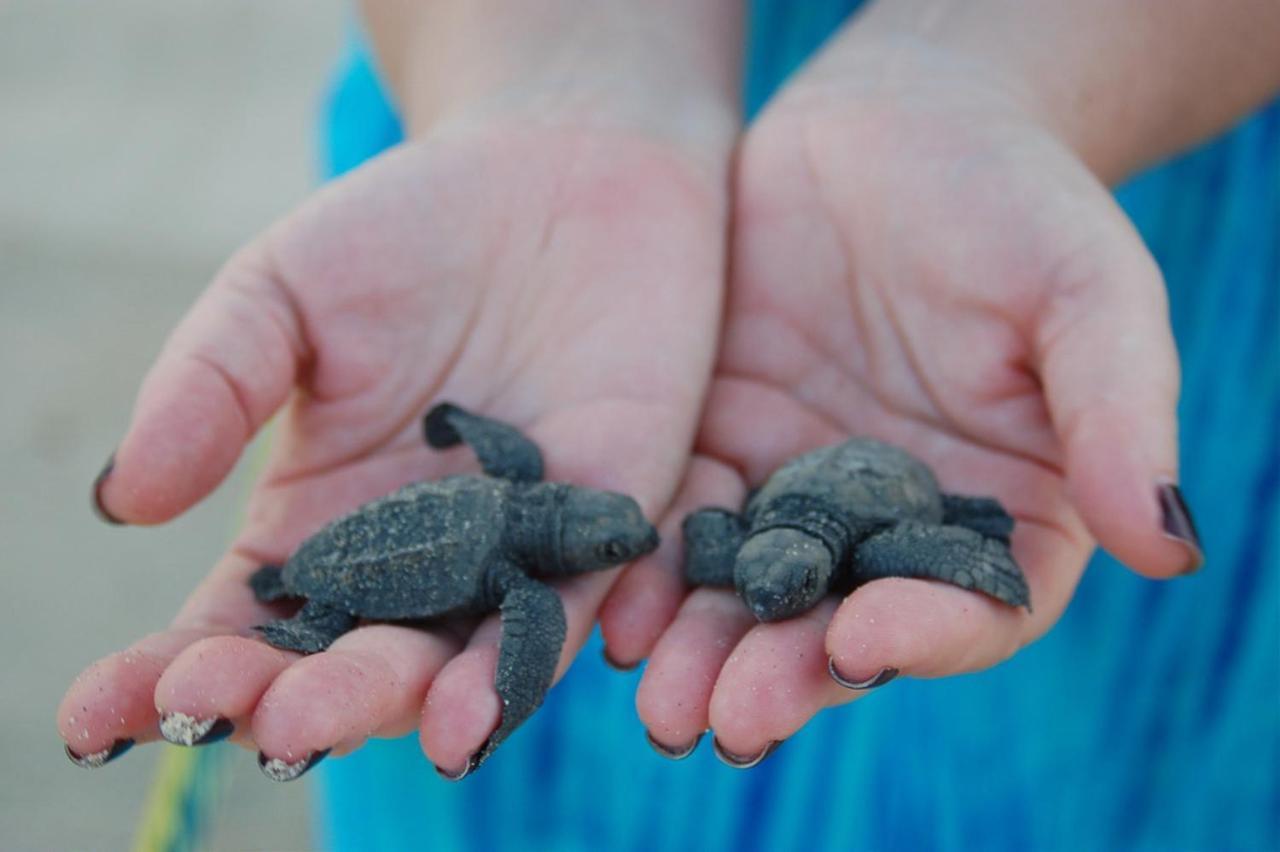 Turtle Paradise タンガラ エクステリア 写真