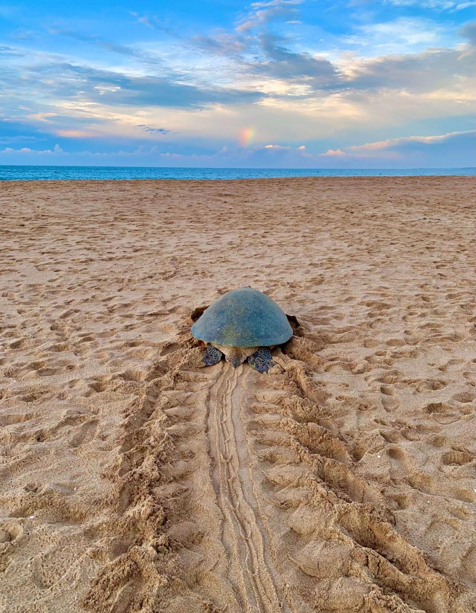 Turtle Paradise タンガラ エクステリア 写真