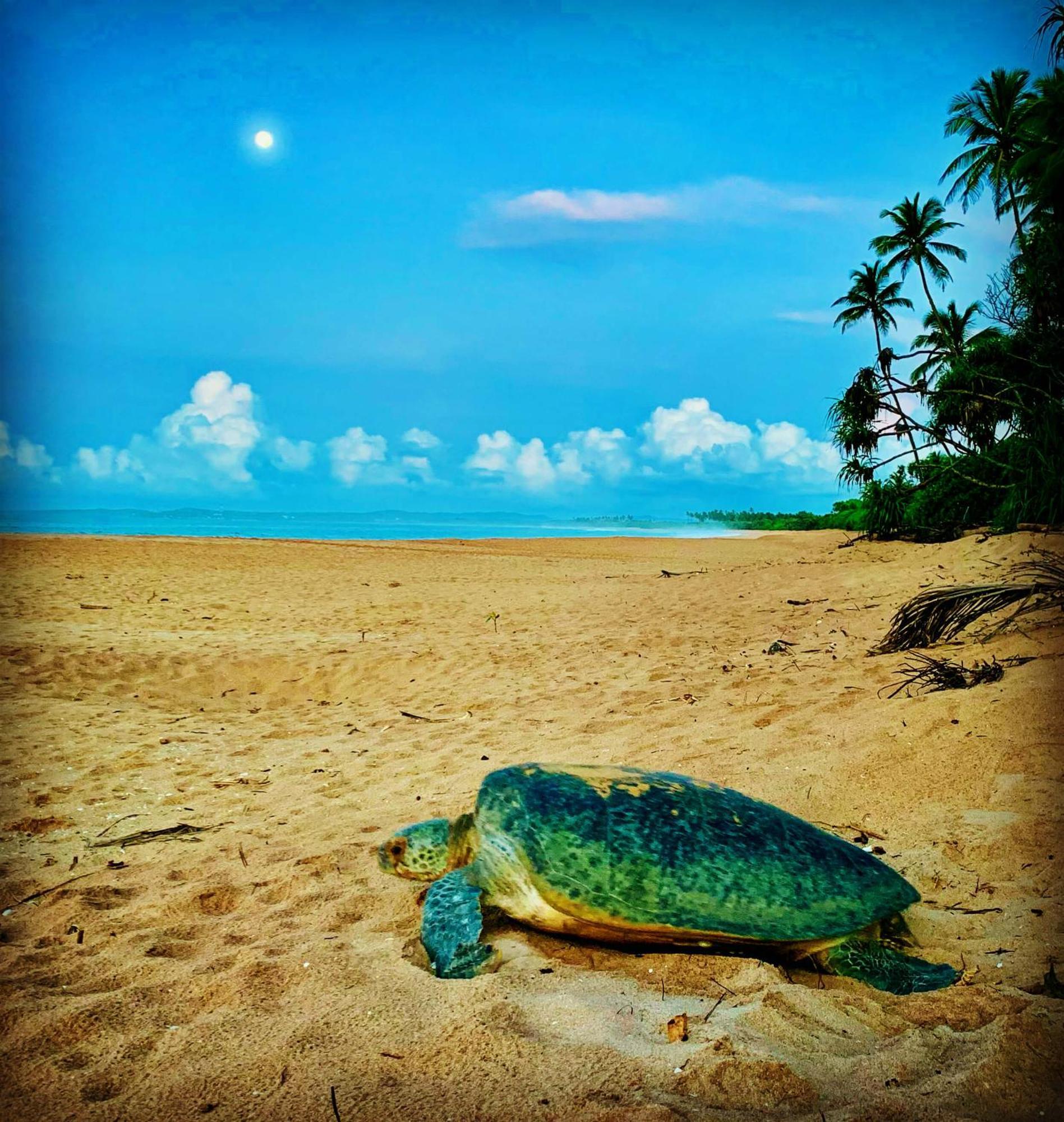 Turtle Paradise タンガラ エクステリア 写真